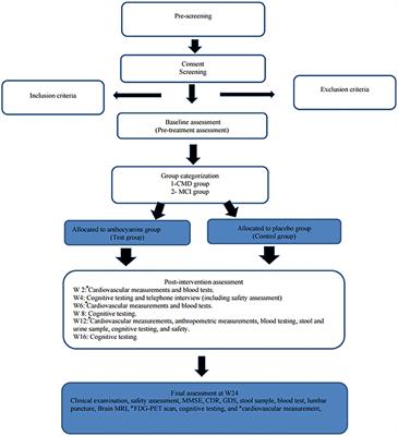 Effects of Purified Anthocyanins in People at Risk for Dementia: Study Protocol for a Phase II Randomized Controlled Trial